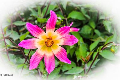 Dahlia-Bright Eyes.JPG
