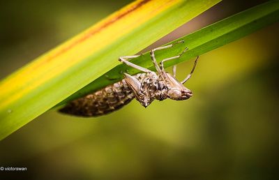 grote keizerlibel - Anax imperator  Huid 