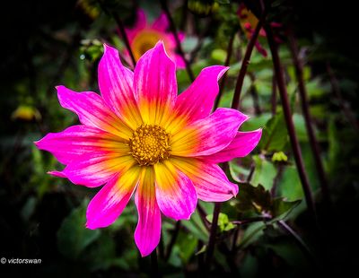 Dahlia-Bright Eyes.JPG