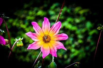 Dahlia-Bright Eyes.JPG