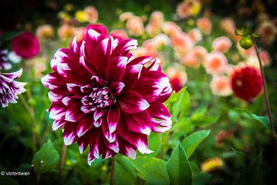 Dahlia-Deuil Du Roi Albert 2.JPG