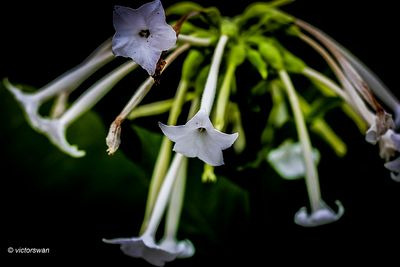 Tabaksplant - Nicotiana tabacum.JPG