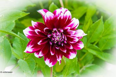 Dahlia-Deuil Du Roi Albert 2.JPG