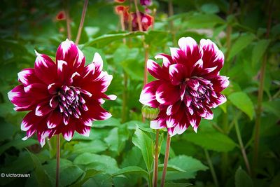 Dahlia-Deuil Du Roi Albert 2.JPG