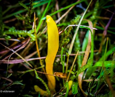 Gele knotszwam - Clavulinopsis helvola .JPG