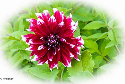 Dahlia-Deuil Du Roi Albert 2.JPG