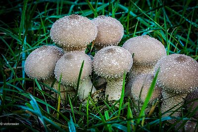 Parelstuifzwam - Lycoperdon perlatum.JPG