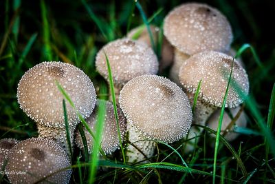 Parelstuifzwam - Lycoperdon perlatum.JPG