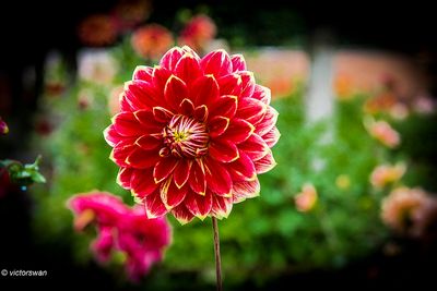 Dahlia-Mr. Optimist.JPG
