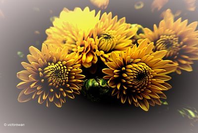 chrysanten.JPG
