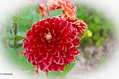 Dahlia-Mr. Optimist.JPG