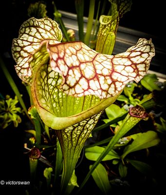 Leucophylla.JPG