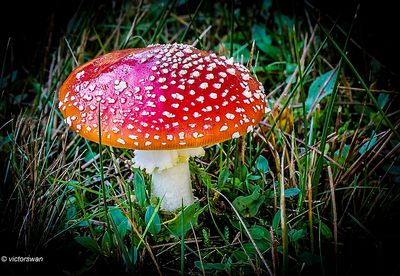 Vliegenzwam  Amanita muscaria.JPG