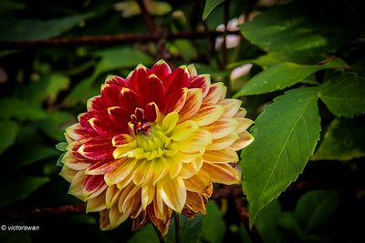 Dahlia-Mr. Optimist.JPG