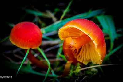 Gewoon vuurzwammetje - Hygrocybe miniata .JPG