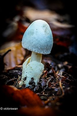 Witte satijnvezelkop - Inocybe geophylla.JPG