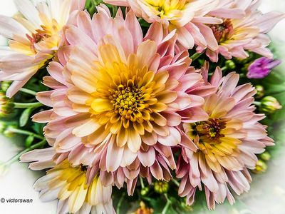 chrysanten.JPG