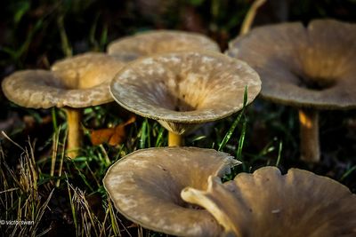 Grote trechterzwam - Clitocybe geotropa kl.JPG