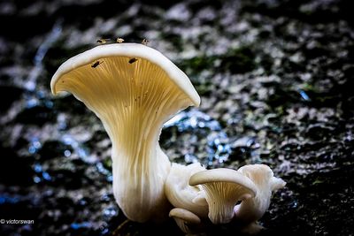 Bleke oesterzwam - Pleurotus pulmonarius.JPG