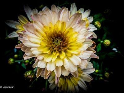 chrysanten.JPG