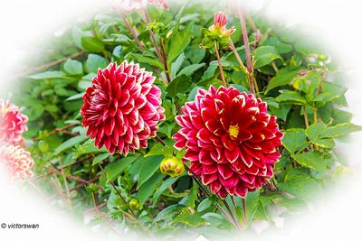 Dahlia-Mr. Optimist.JPG