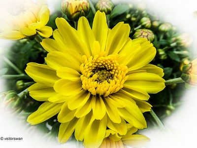 chrysanten.JPG