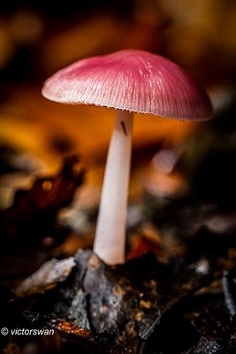 Heksenschermpje - Mycena rosea.JPG