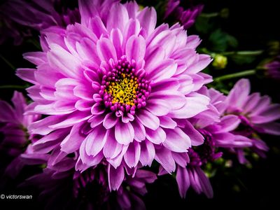 chrysanten.JPG