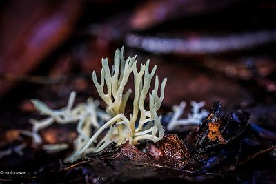 Witte koraalzwam - Clavulina coralloides .JPG