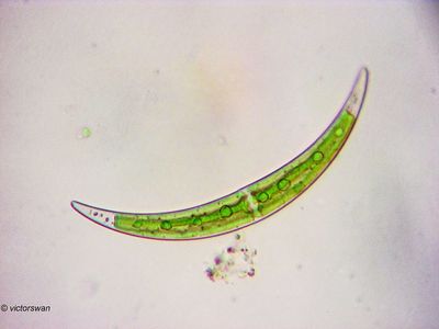 Protist-splanton-weeds