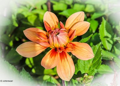 Dahlia-Nicholas.JPG