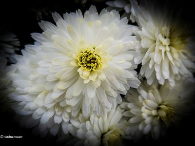 chrysanten.JPG
