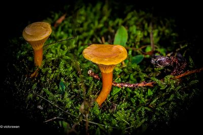 Valse hanenkam - Hygrophoropsis aurantiaca.JPG