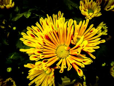 chrysanten.JPG