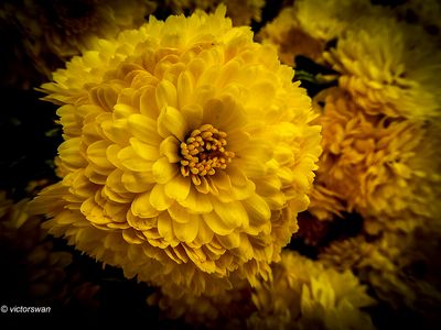 chrysanten.JPG