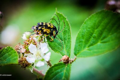 Geringelde Smalboktor - Rutpela maculata.JPG