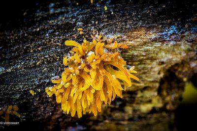 Geel hoorntje  Calocera cornea.JPG