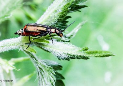 Roodtip Basterdweekschild - Malachius bipustulatus.JPG