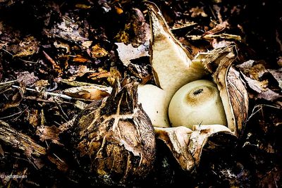 Gekraagde aardster - Geastrum triplex.JPG