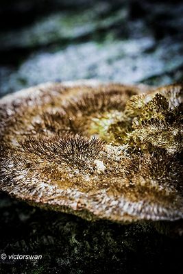 Bleke borstelkurkzwam -·Coriolopsis trogii.JPG