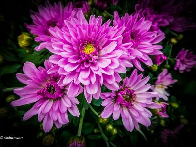 chrysanten.JPG