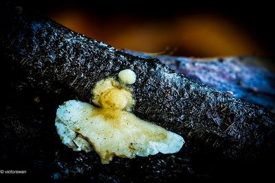 Gezoneerd elfenbankje - Trametes ochracea.JPG