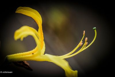 Pontische azalea - Rhododendron luteum.JPG