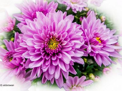 chrysanten.JPG