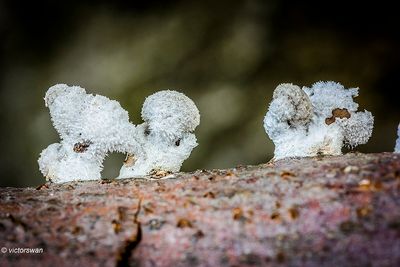 Waaiertje - Schizophyllum commune.JPG