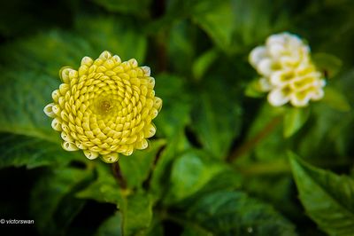 Dahlia-Small World.JPG