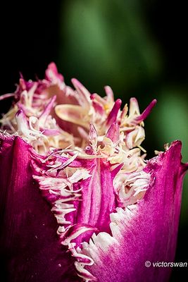 Tulp  (Tulipa) .JPG