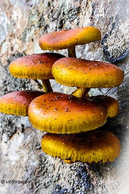 Goudvliesbundelzwam - Pholiota aurivella.JPG