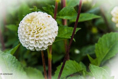 Dahlia-Small World.JPG