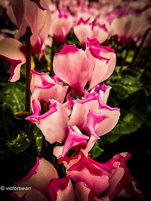 Cyclamen .JPG